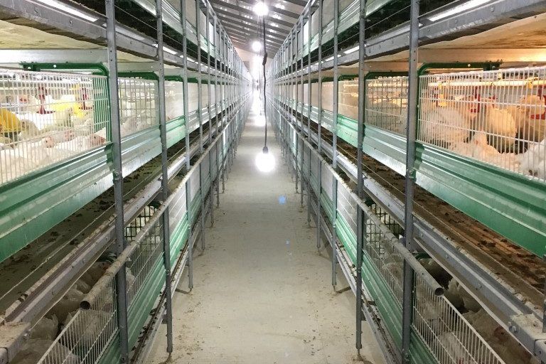 Vista central jaula para pollos de carne
