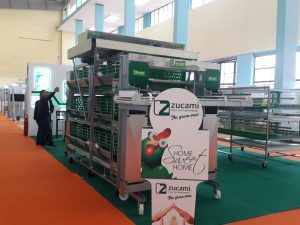 Sima - Zucami, Argelia