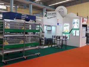 Sima - Zucami, Argelia