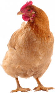 gallinaza