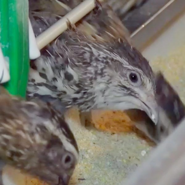 cages-for-quails