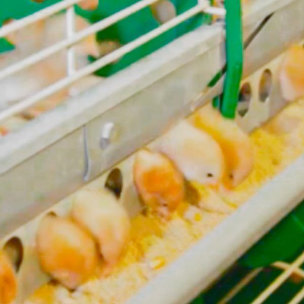 cages-for-pullets
