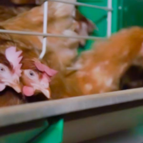 enriched-cages-for-layers