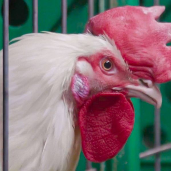 cage-for-male-breeders