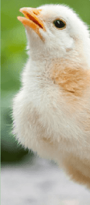 Pollito