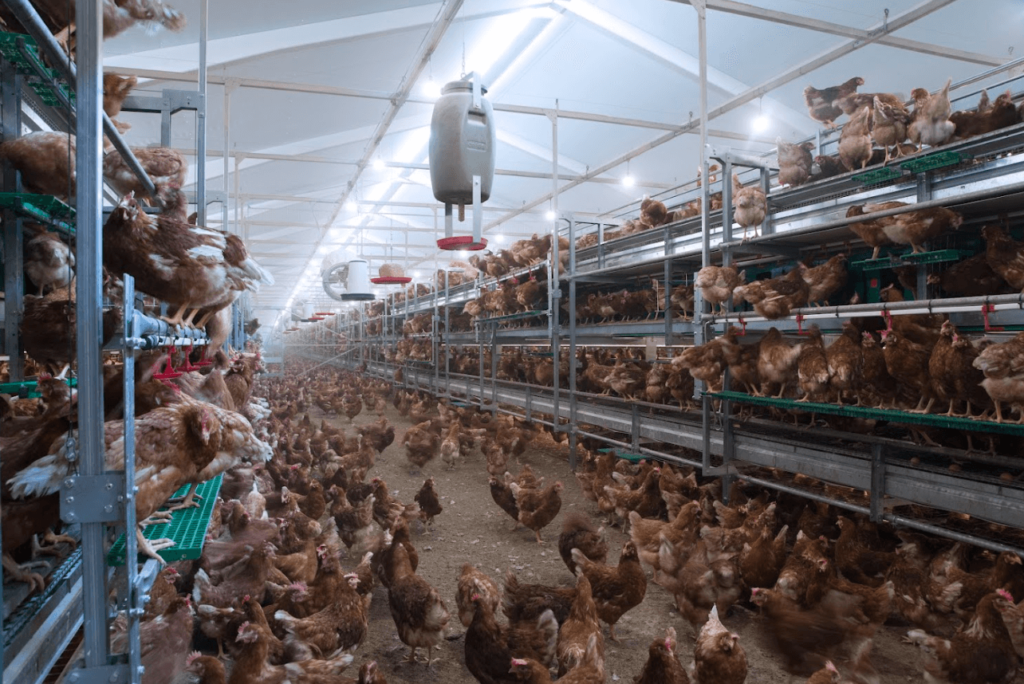 How to choose the right aviary to optimise your production