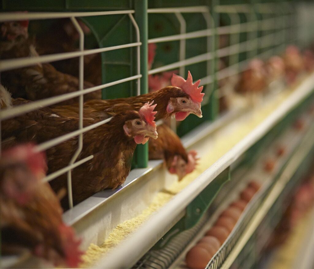 Cómo elegir la jaula adecuada para mejorar la eficiencia en la producción avícola