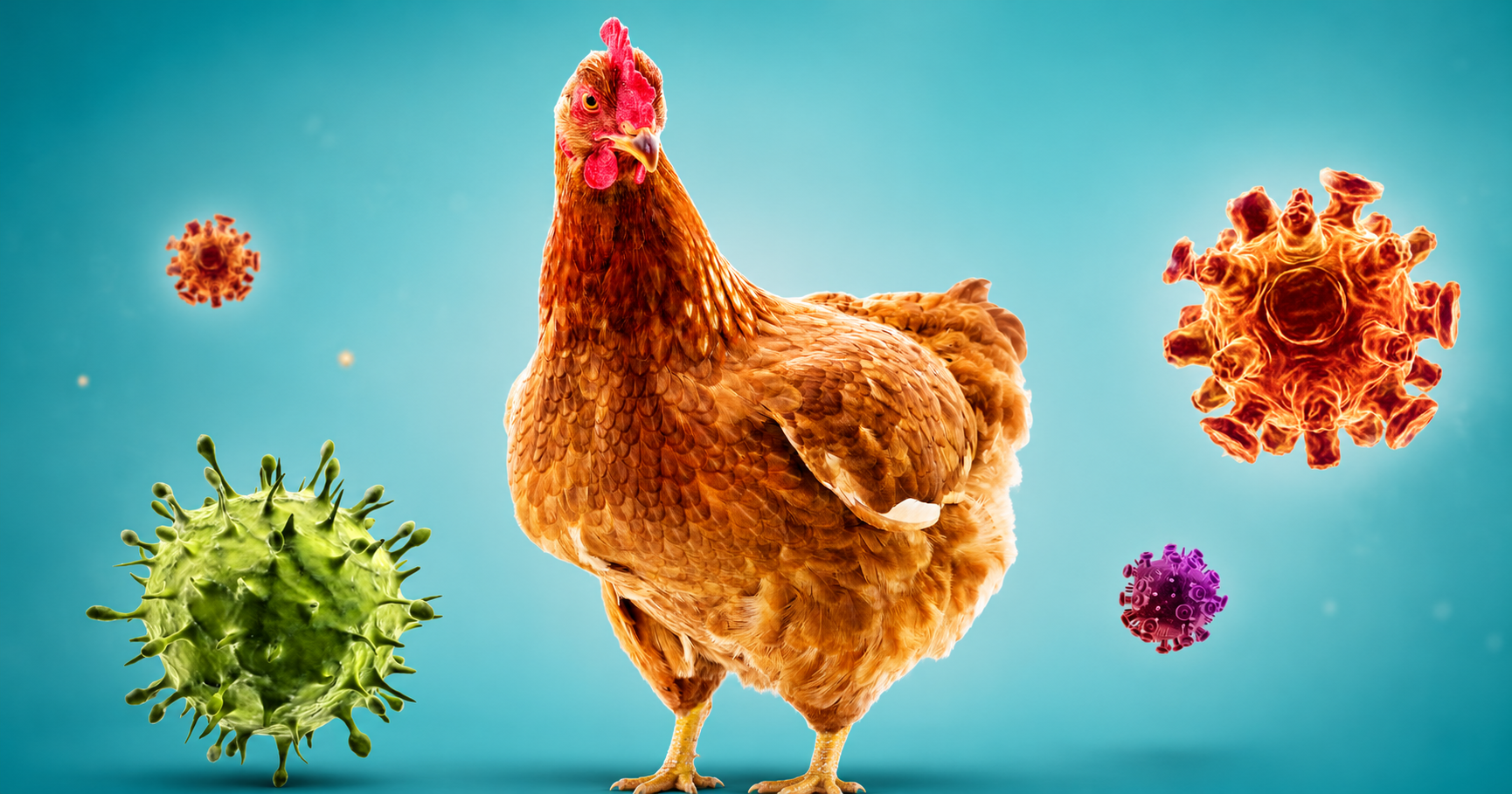 Enfermedad de Newcastle: claves para reforzar la bioseguridad en tu granja